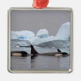 Ornamento De Metal baleias assassinas (orcas), Orcinus orca, vagem