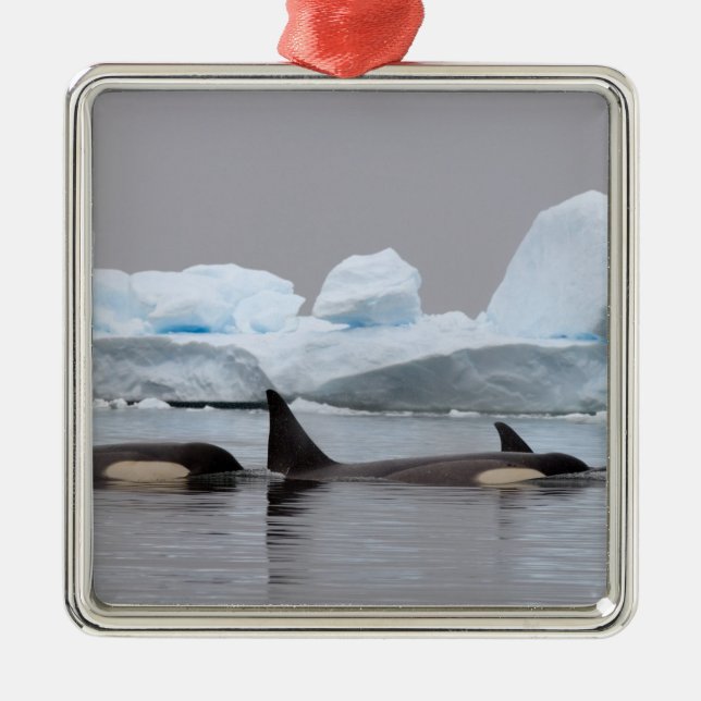 Ornamento De Metal baleias assassinas (orcas), Orcinus orca, vagem (Frente)