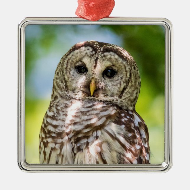 Ornamento De Metal Barred Owl (Frente)