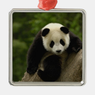 Ornamento De Metal Bebê de panda gigante