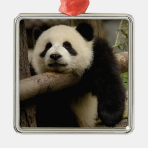 Ornamento De Metal Bebê de panda gigante (Ailuropoda melanoleuca)