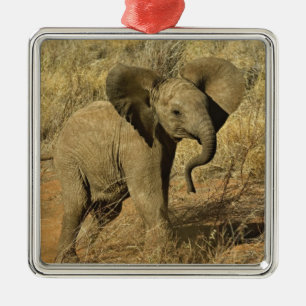 Ornamento De Metal Bebê Elefante Africano, Loxodonta Africana,