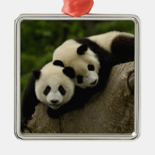 Ornamento De Metal bebês de panda gigante (Ailuropoda melanoleuca)