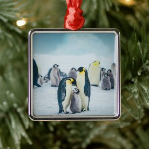 Ornamento De Metal Bebês Mais Pobres Alimentos para pinguins bebês