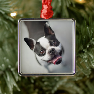 Ornamento De Metal Bebês Mais Pobres Boston Buldog Smile