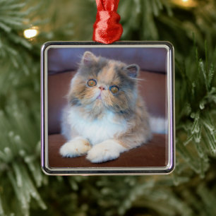 Ornamento De Metal Bebês Mais Pobres Calico Pérsico Kitten