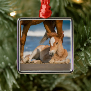 Ornamento De Metal Bebês Mais Pobres   Cavalo selvagem de Corolla rec