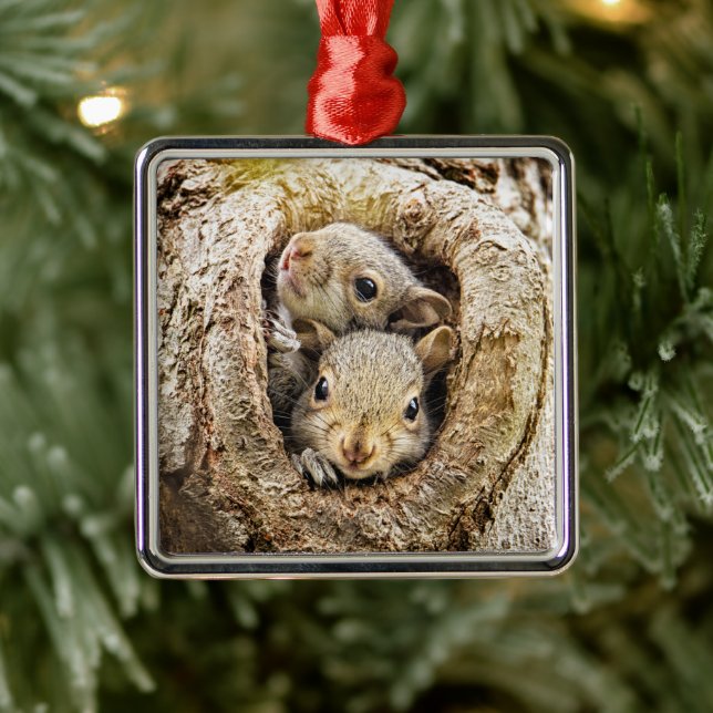 Ornamento De Metal Bebês Mais Pobres | Esquilos-bebê curiosos (Árvore)
