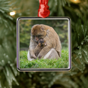Ornamento De Metal Bebês Mais Pobres Família Barbary Macaque