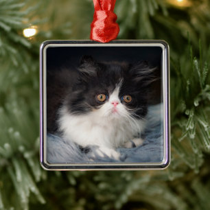 Ornamento De Metal Bebês Mais Pobres Fluffy B&W Kitten