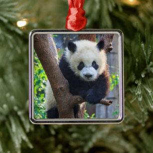 Ornamento De Metal Bebês Mais Pobres   Giant Panda Cub