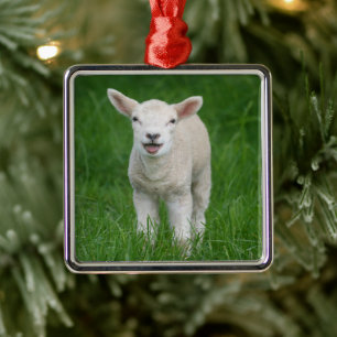 Ornamento De Metal Bebês Mais Pobres   Lil Lamb