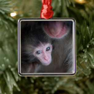 Ornamento De Metal Bebês Mais Pobres   Macaco Baby Macaque e Mãe
