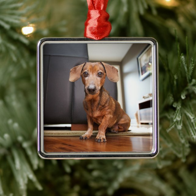 Ornamento De Metal Bebês Mais Pobres | Mini Dachshund Puppy (Árvore)