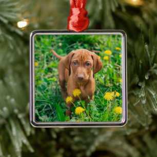 Ornamento De Metal Bebês Mais Pobres Pointer Puppy