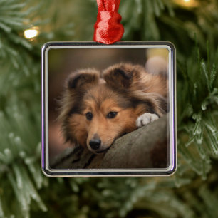 Ornamento De Metal Bebês Mais Pobres Shetland Sheepdog Puppy