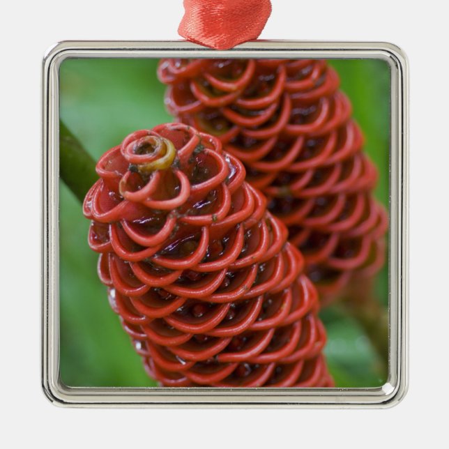 Ornamento De Metal Beehive Ginger, Zingiber spectabile), (Frente)