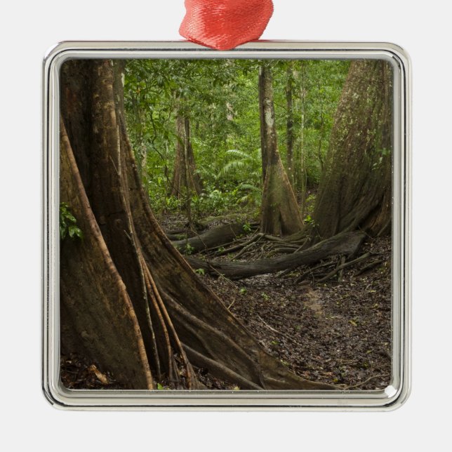 Ornamento De Metal Belas Raízes. Floresta tropical, Mapari Rupununi,  (Frente)
