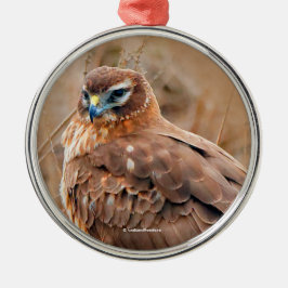 Ornamento De Metal Belo Norte Harrier Hawk em Marsh