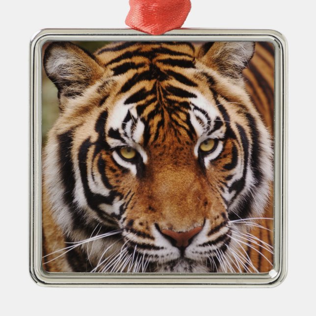 Ornamento De Metal Bengal Tiger, Panthera tigris (Frente)