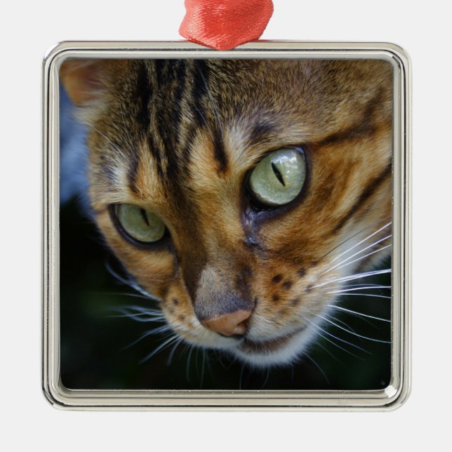 Ornamento De Metal Bengala Cat (Frente)
