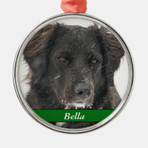 Black Labrador Dog Pet Photo Name