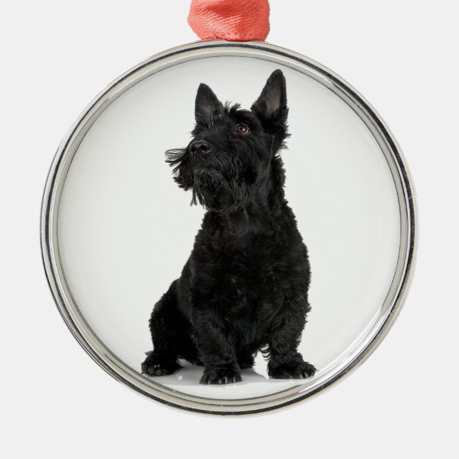 Ornamento De Metal Black Scottish Terrier (Frente)