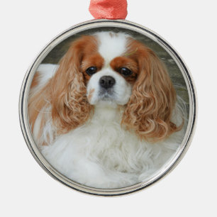 Ornamento De Metal Blenheim Cavalier King Charles Spaniel Puppy Dog