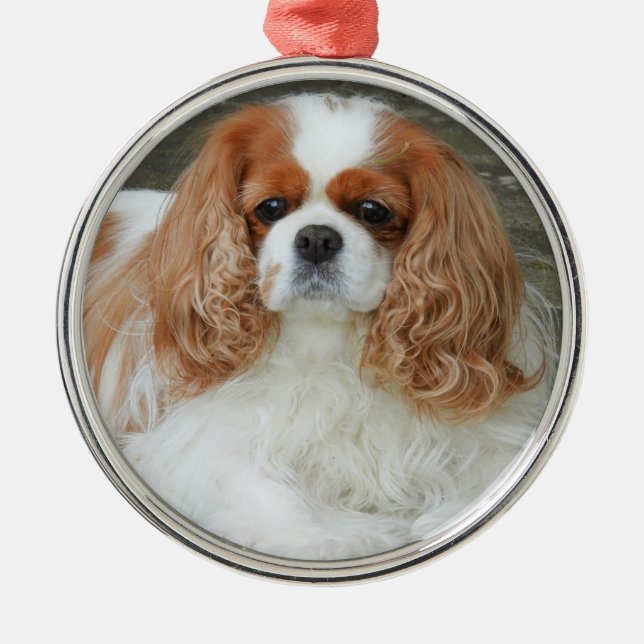 Ornamento De Metal Blenheim Cavalier King Charles Spaniel Puppy Dog (Frente)