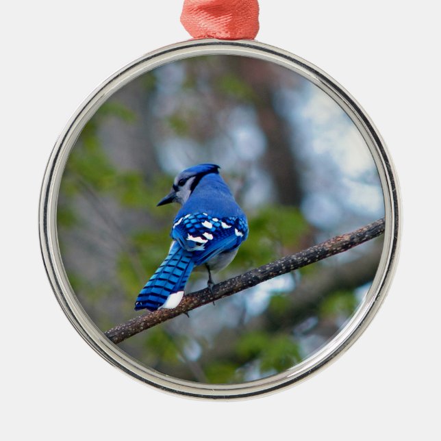 Ornamento De Metal Blue Jay (Frente)