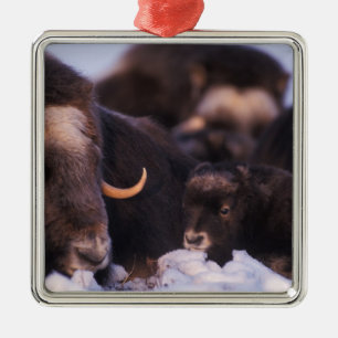 Ornamento De Metal boi-almiscarado, Ovibos moschatus, vaca com recém-