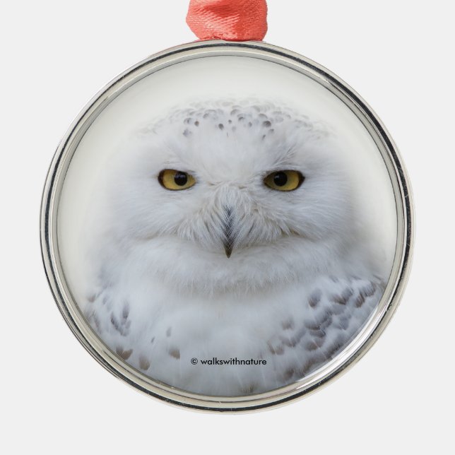 Ornamento De Metal Bonita, Dreamy e Serene Snowy Owl (Frente)