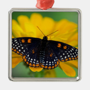 Ornamento De Metal Borboleta Baltimore Checkered Spot