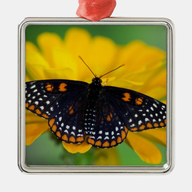 Ornamento De Metal Borboleta Baltimore Checkered Spot (Frente)