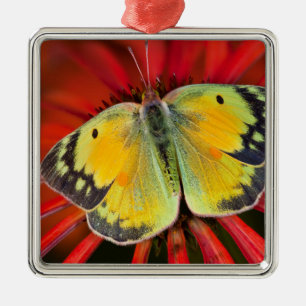 Ornamento De Metal Borboleta da Alfafa em Flor de Cone