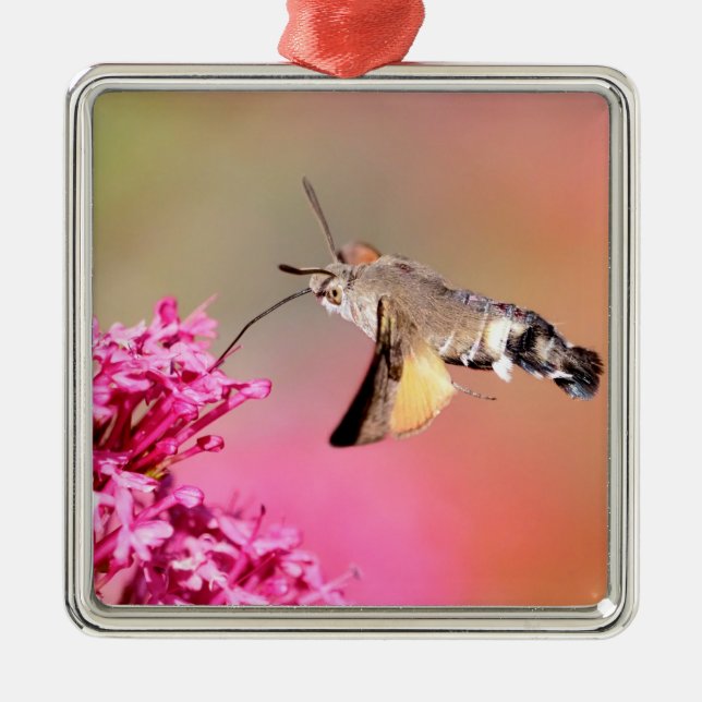 Ornamento De Metal Borboleta Hawk-moth Hummingbird em voo (Frente)
