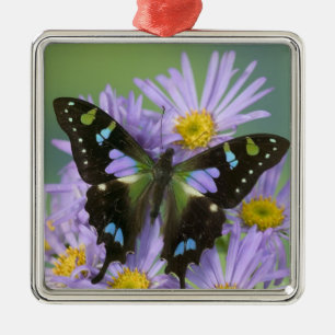 Ornamento De Metal Borboleta sobre Roxo