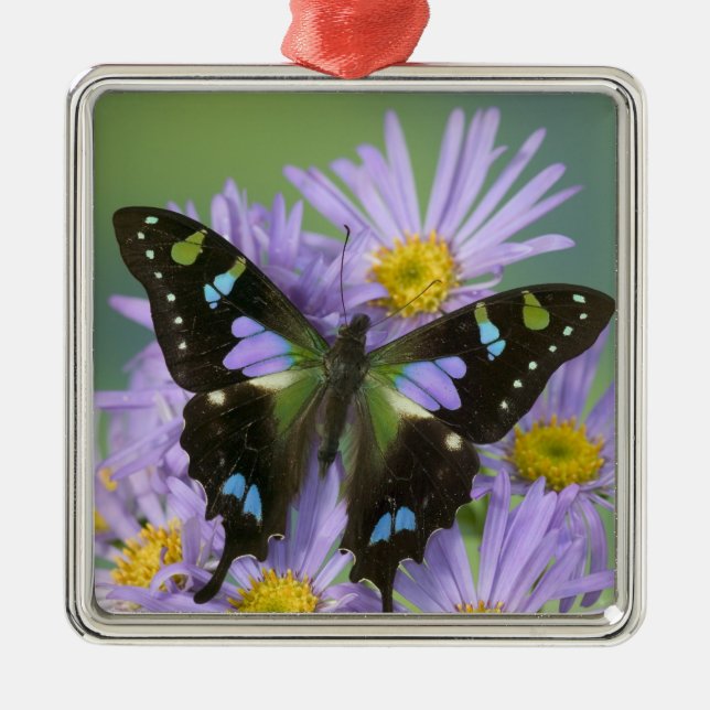 Ornamento De Metal Borboleta sobre Roxo (Frente)