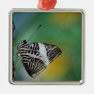Ornamento De Metal Borboleta-Tigre Preta e Branca