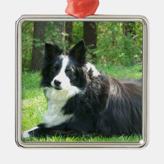 Ornamento De Metal Border collie (Frente)