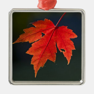 Ornamento De Metal Bordo Acer rubrum) folha vermelha no outono,