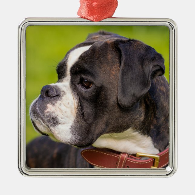 Ornamento De Metal Brindle Boxer Puppy Dog (Frente)