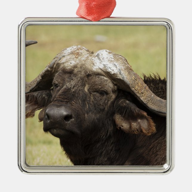 Ornamento De Metal Búfalo-africano, Syncerus caffer (Frente)