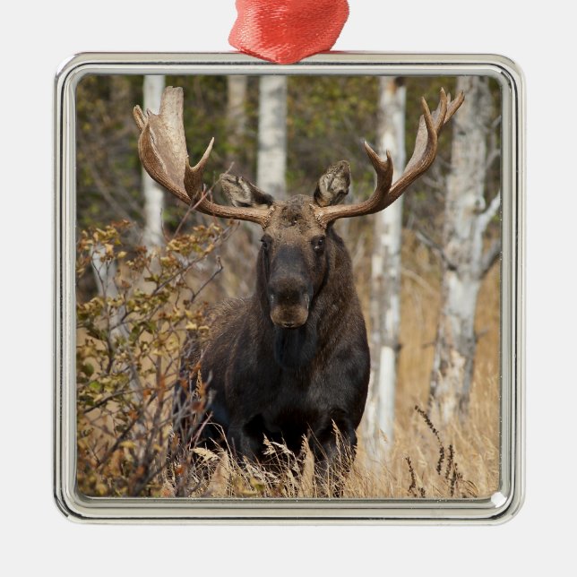 Ornamento De Metal Bull Moose Impressionante (Frente)