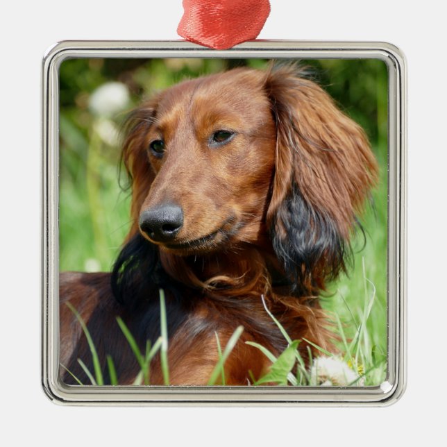 Ornamento De Metal Cabelo comprido castanho Dachshund - Doxie (Frente)