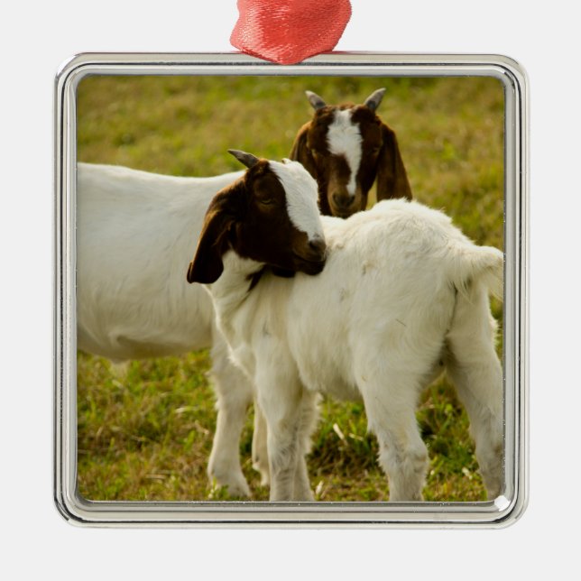 Ornamento De Metal Cabras Boer Curiosas em Pastagem Ensolarada Animai (Frente)