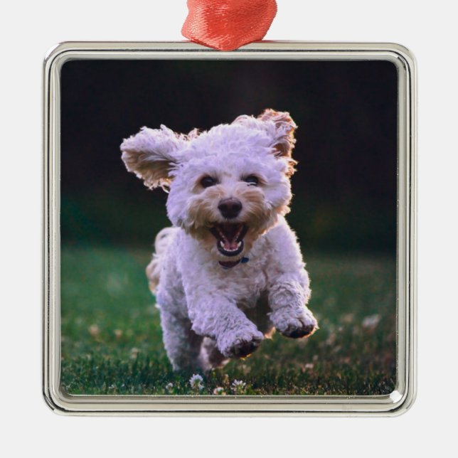 Ornamento De Metal Cachorro Branco de Poodle (Frente)