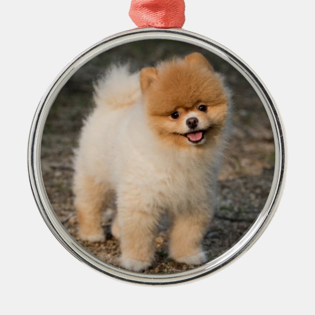 Ornamento De Metal Cachorro Pomerano Castanho Cujo Puppy (Frente)