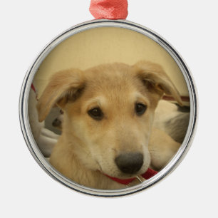 Ornamento De Metal Cachorros e Cachorros Bonitos são o segundo melhor