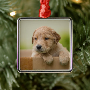 Ornamento De Metal Caixa de Ouro do Retriever